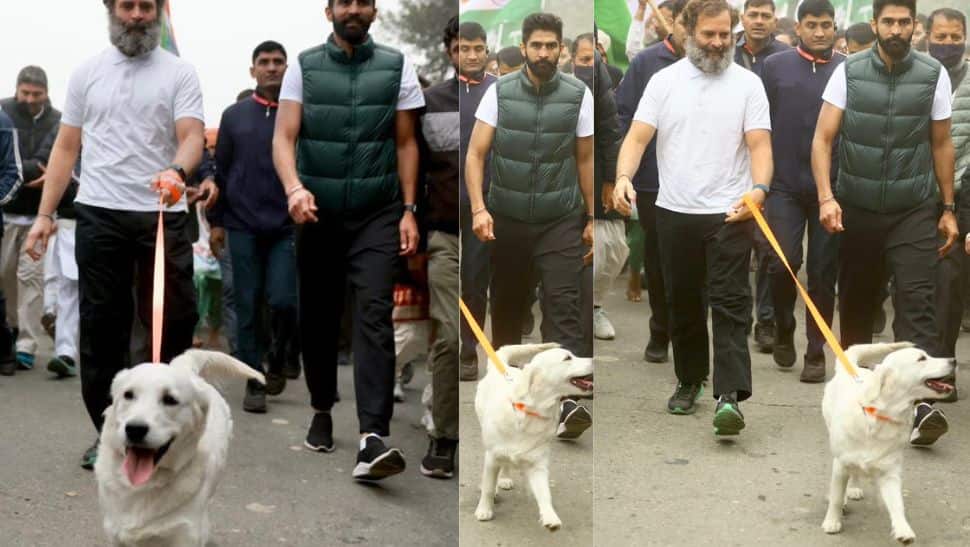 भारत जोड़ो यात्रा: बहन प्रियंका के कुत्ते को वॉक पर ले गए राहुल गांधी, प्रियंका ने दी प्रतिक्रिया