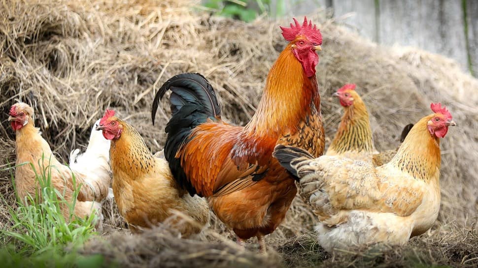 Chicken prices shoot up to Rs 700 per kg in Pakistan; Minister asks people to quit eating