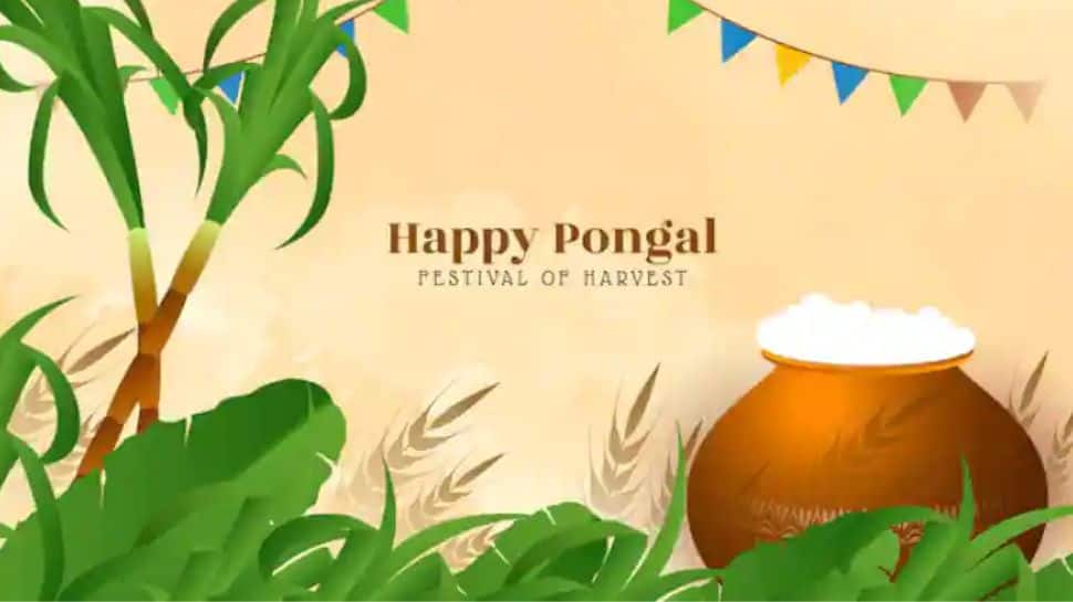 Pongal 2023: History, significance, rituals - know all about four days of celebrations