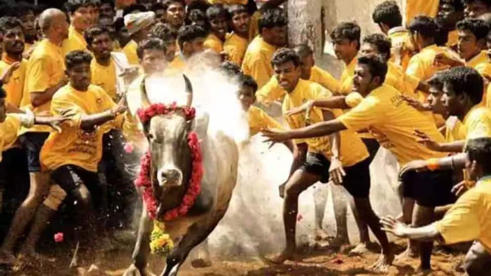 Jallikattu 2023: Over 60 people injured during bull taming sport in Tamil Nadu&#039;s Madurai