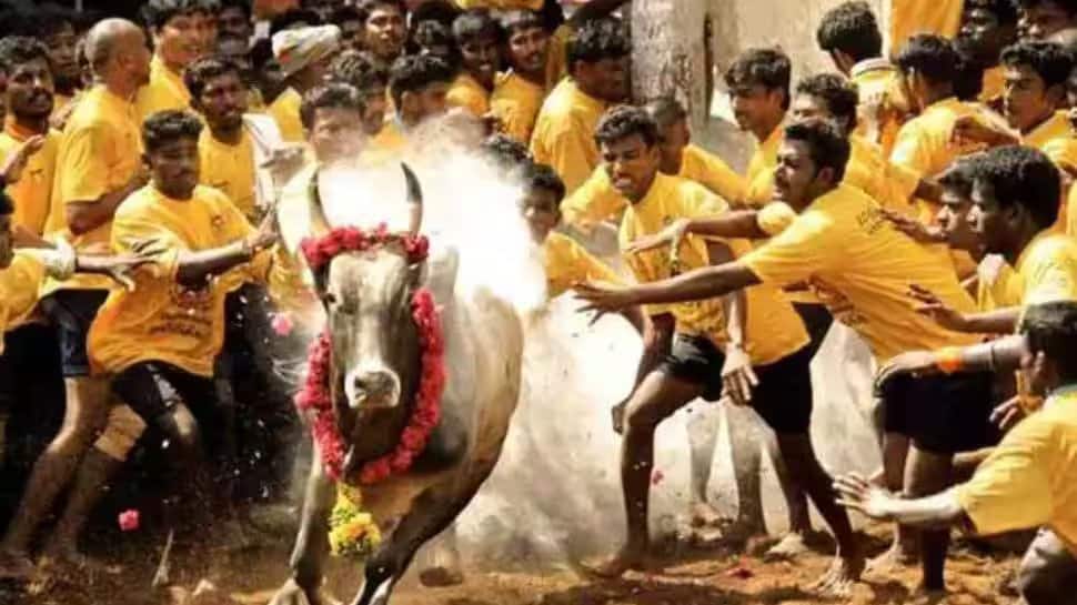 Jallikattu 2023: Over 60 people injured during bull taming sport in Tamil Nadu's Madurai Jallikattu 2023: Over 60 people injured during bull taming sport in Tamil Nadu's Madurai