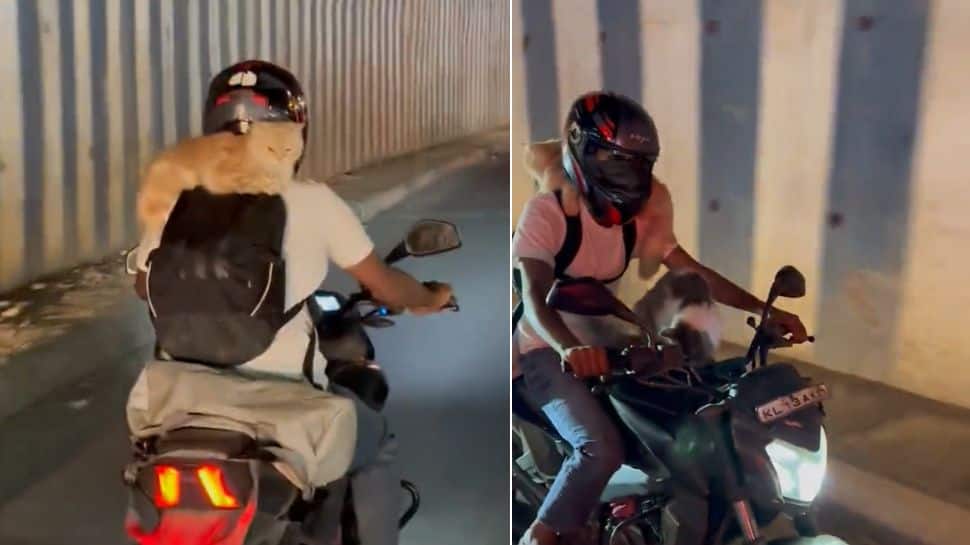 Biker riding with two pet cats on Bengaluru roads goes viral, internet is divided: Watch video