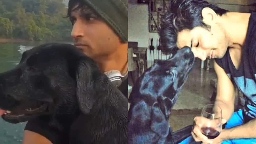 Sushant Singh Rajput&#039;s pet dog Fudge dies; actor&#039;s fans mourn demise, say &#039;They are reunited now in heaven...&#039;