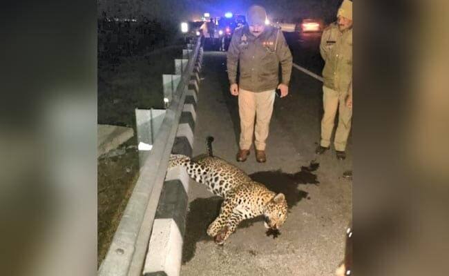 Leopard killed after being hit by speeding vehicle on Delhi-Meerut Expressway