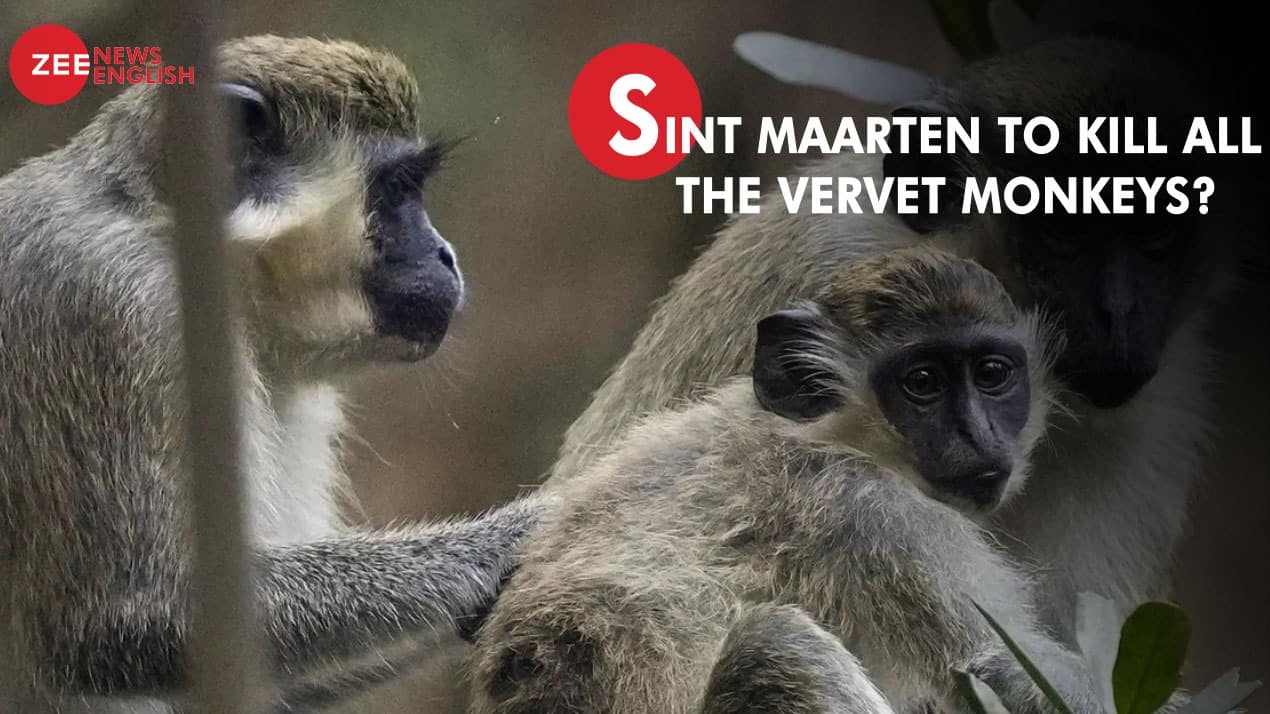 Sint Maarten approves plan to destroy entire population of vervet