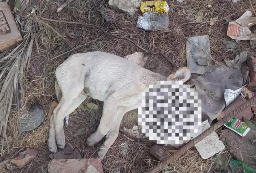 Horrific! 8 puppies allegedly poisoned to death in Ghaziabad, animal activists demand justice