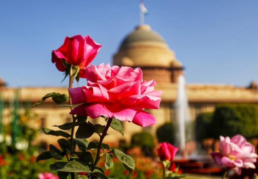 Mughal Gardens include roses named after people of national and international fame