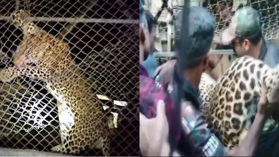Leopard Dies of Mental Shock After Getting Trapped in Chicken Coop in Kerala&#039;s Palakkad