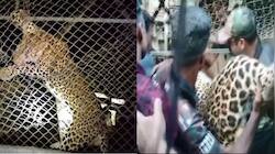 Leopard Dies of Mental Shock After Getting Trapped in Chicken Coop in Kerala