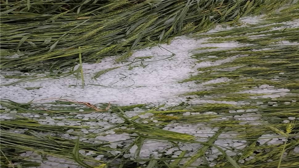 Rajasthan Agriculture Minister Assures Compensation for Crop Loss due to Hailstorms