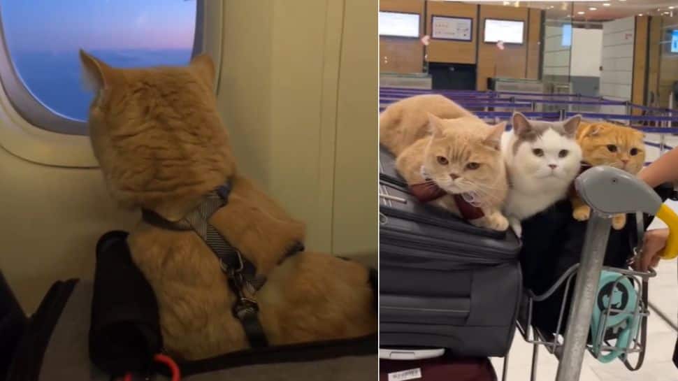 Video of Three Cats Travelling on Flight Goes Viral, Makes go