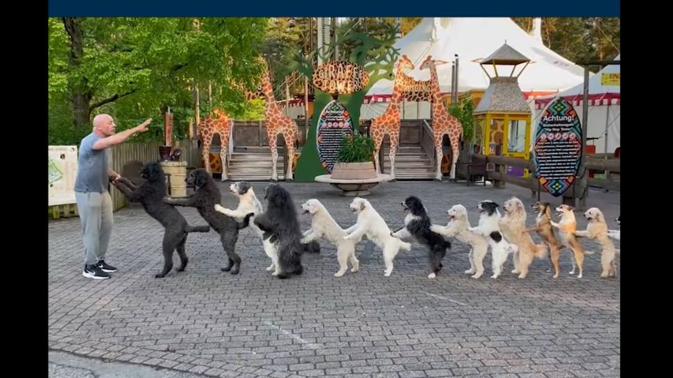 Viral Video: 14 Dogs Perform Amazing Conga Dance to Create Guinness World Record - Watch