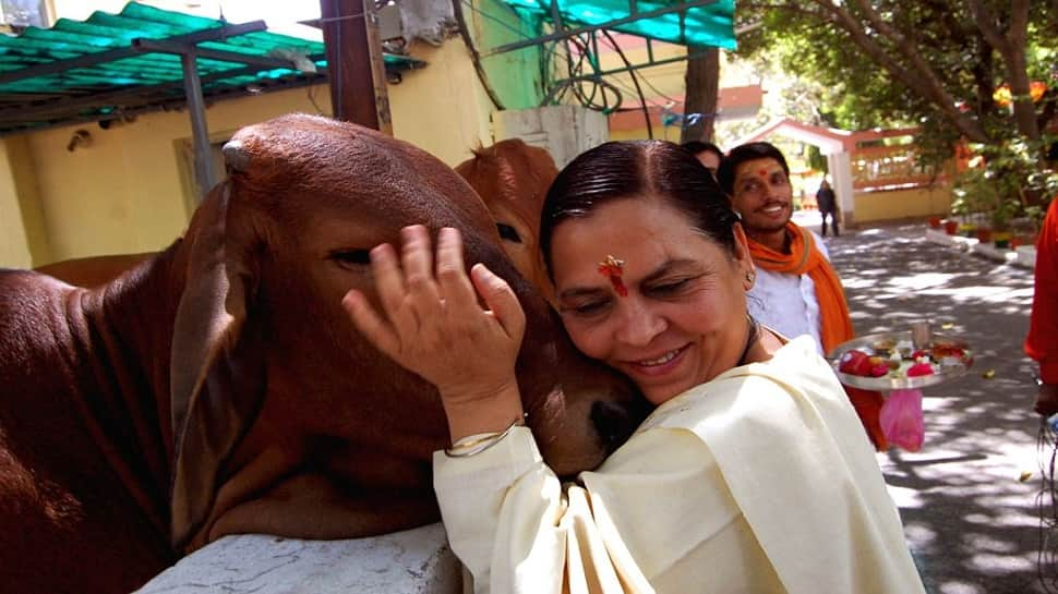 Uma Bharti Ties Stray Cows in Front of Liquor Shop in Madhya Pradesh, Says &#039;Sharab Nahi, Doodh Piyo&#039;