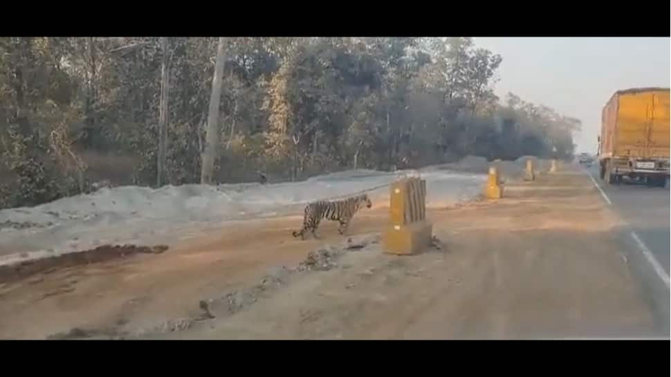 Viral Video: Tiger Waits to Cross Busy Road, Netizens Question Conversation Efforts