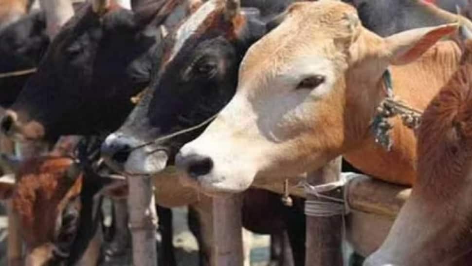 Valentine&#039;s Day | Animal Welfare Board of India Urges People to Celebrate &#039;Cow Hug Day&#039; on Feb 14, Cites &#039;Extinction of Vedic Traditions&#039;