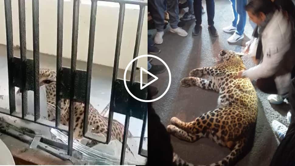 Leopard Enters Ghaziabad District Court, 10 Including two Lawyers Injured