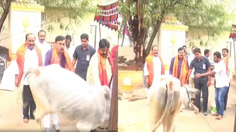  Amid &#039;Cow Hug Day&#039; row, old Video of Animal Kicking BJP Leader Leaves Netizens in Splits - Watch