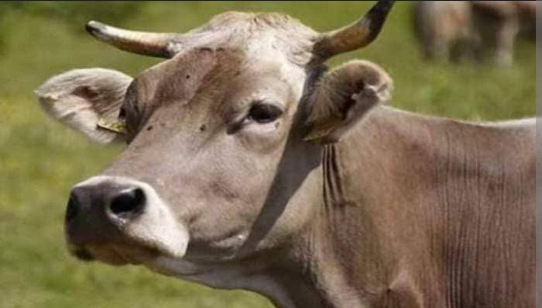 Who &#039;Moo-ted&#039; the Idea: Congress Jabs BJP on &#039;Cow Hug Day&#039;