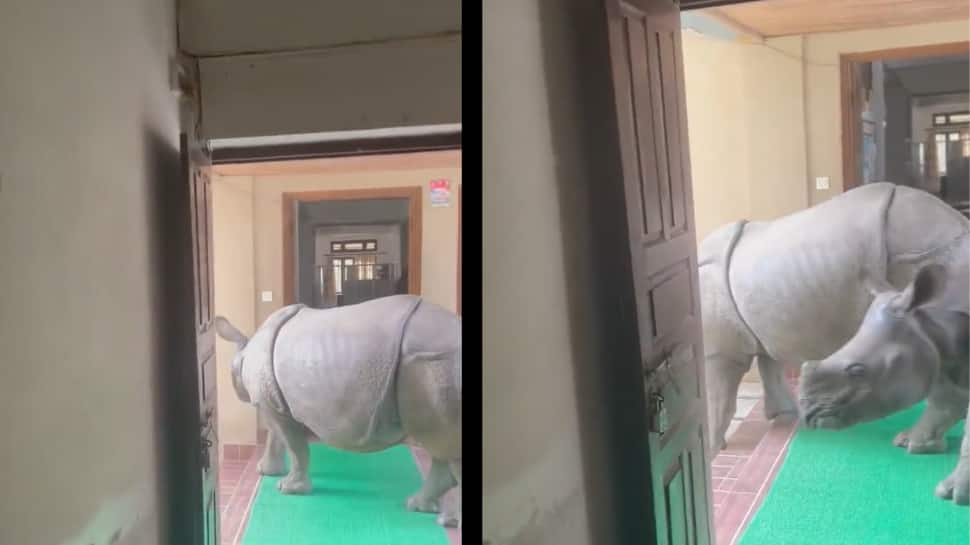 Two Rhinos Enter Building in Nepal&#039;s Chitwan National Park, IFS Officer Shares Video - Watch