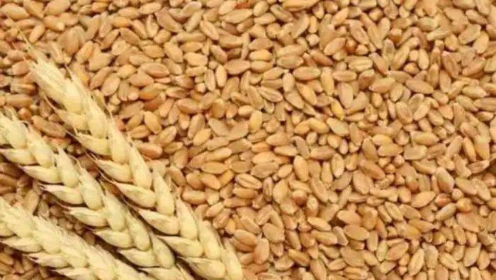 Wheat Production Estimated to Touch New Record of 112.18 Million Tonnes ...