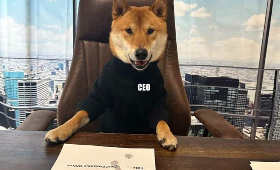 'The new CEO of Twitter is Amazing' Elon Musk Unveils the new Head of