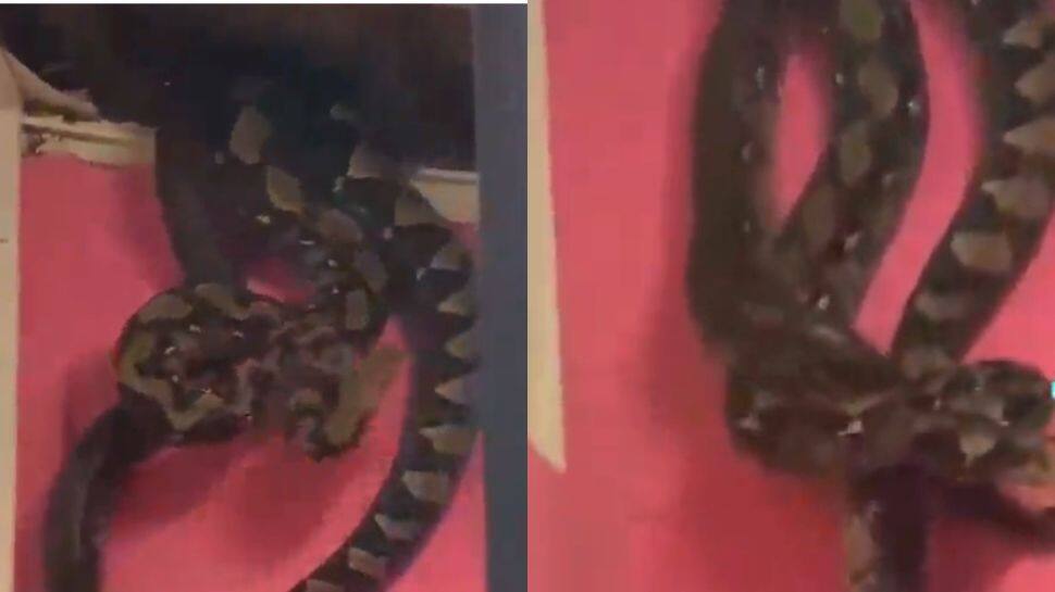 Viral Video: Residents Shocked to Discover Giant Snakes Living in Their Ceiling in Malaysia - Watch