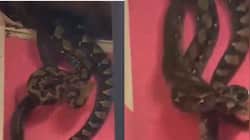 Viral: Residents Discover Giant Snakes Living in Home in Malaysia - Watch