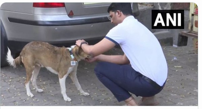 Lost a Stray Pet? Mumbai Man Develops Tags With QR Code to Keep Track of Street Dogs Lost a Stray Pet? Mumbai Man Develops Tags With QR Code to Keep Track of Street Dogs