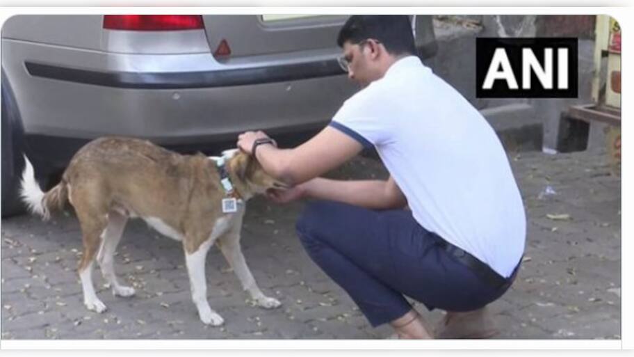 Lost a Stray Pet? Mumbai Man Develops Tags With QR Code to Keep Track of Street Dogs