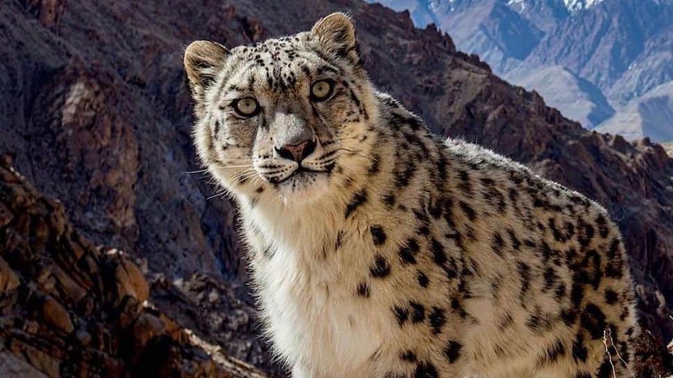 In a First, Majestic Snow Leopard Sighted in Uttarakhand’s Darma Valley