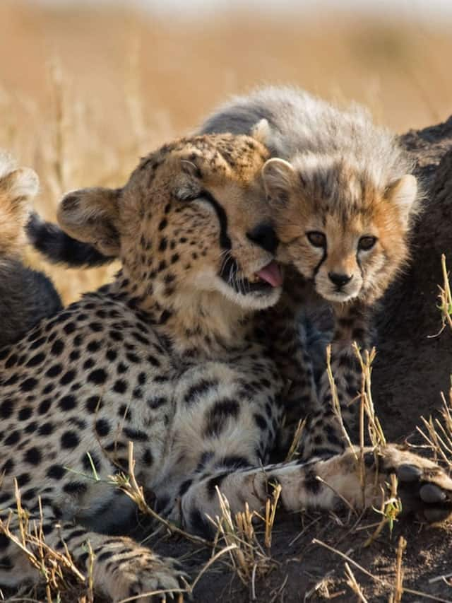 Do Cheetahs Roar Or Meow Like Cats? - Some Amazing Facts