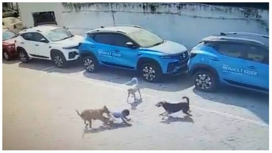 Hyderabad: 5-Year-Old Mauled to Death by Stray Dogs | India, -Telangana ...