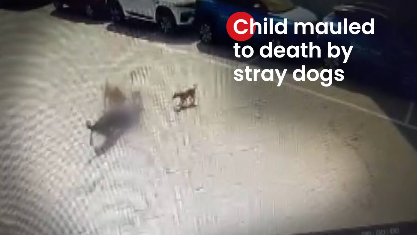 CCTV: 4-year-old Boy Mauled To Death By Street Dogs In Hyderabad | Zee News