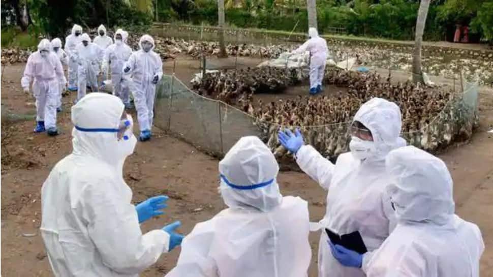 Bird Flu In India Culling Of Nearly 4,000 Chickens, Ducks Starts In