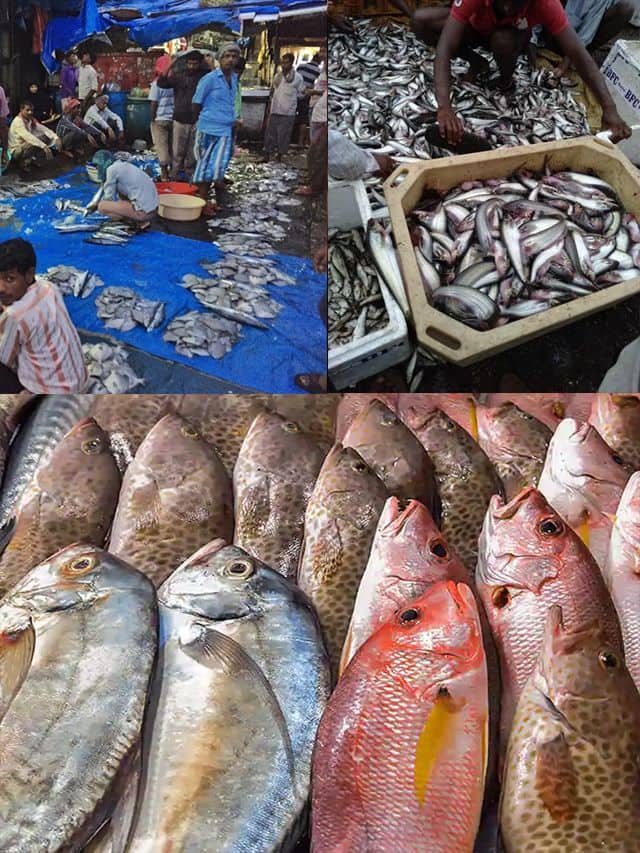10 Biggest Fish Markets In India