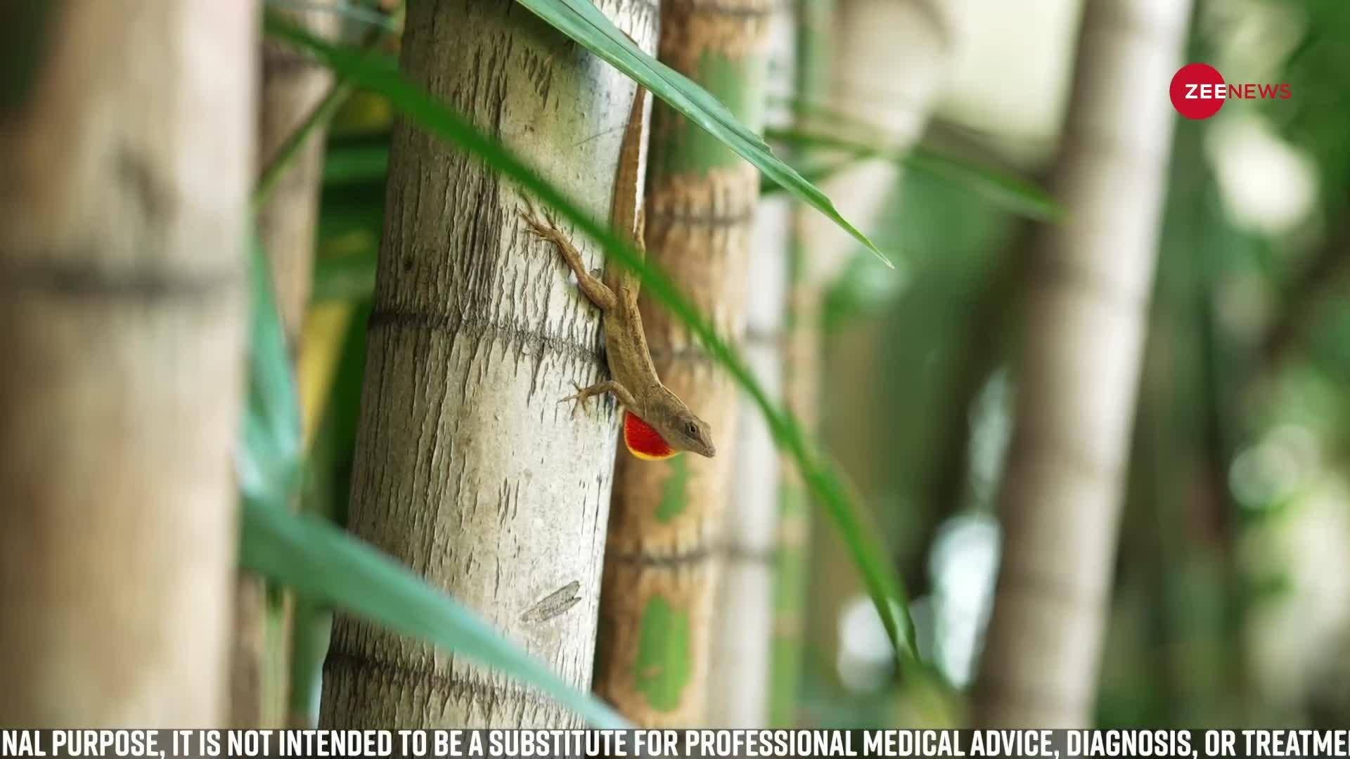 Bamboo Shoots also gives these benefits along with weight loss Zee News