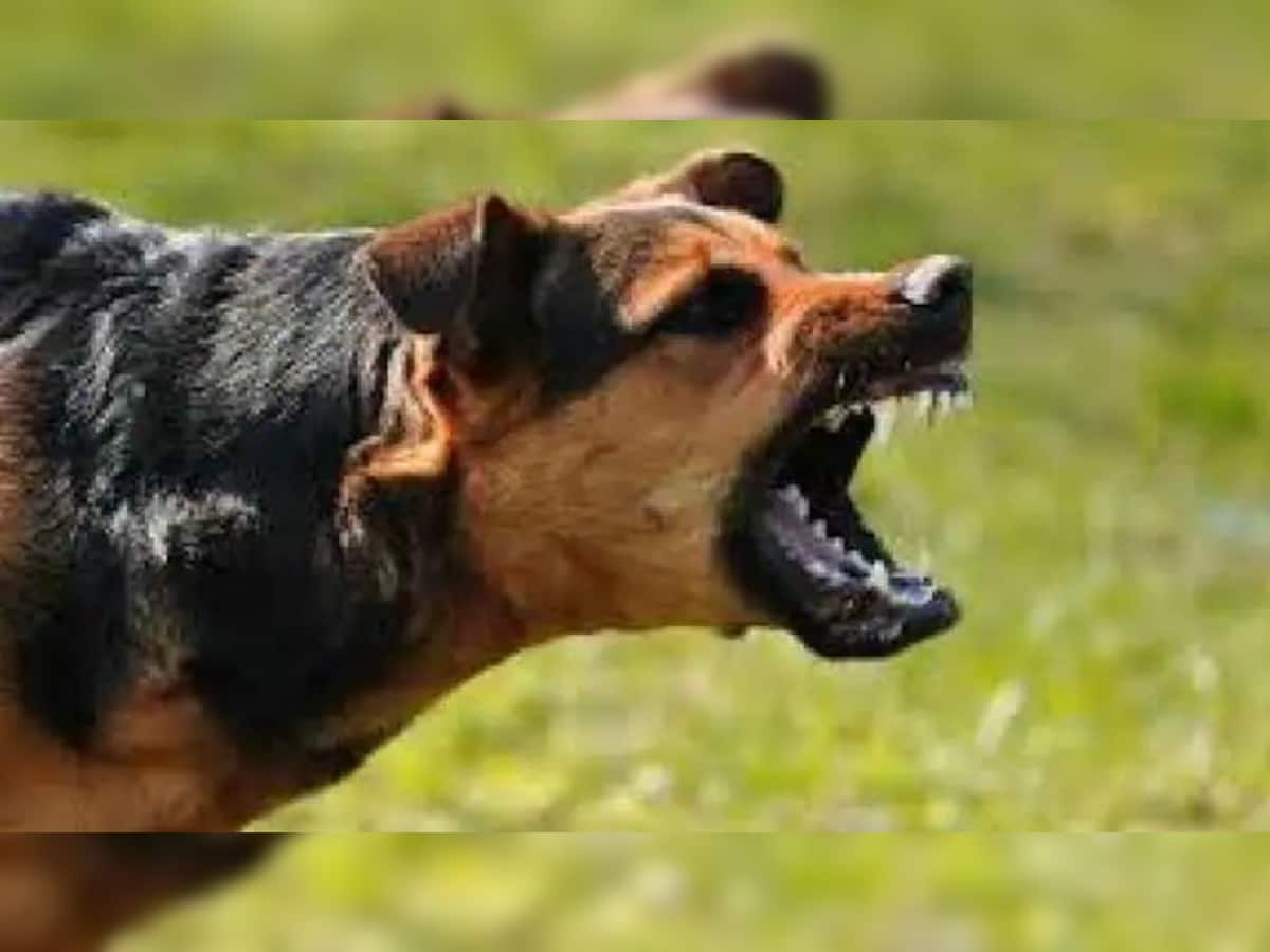 Dog Mauls Baby In Rajasthan Hospital; Experts Say Aggressive ...