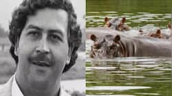Descendents Of Hippos Owned By Pablo Escobar May Be Shipped To India