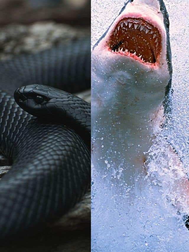 10 Most Dangerous Animals In The World That Can Kill Humans