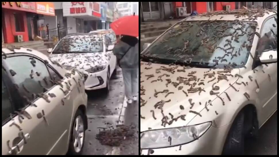 BIZARRE! It&#039;s Raining Worms In China - Watch Slimy Creatures Fall From Sky