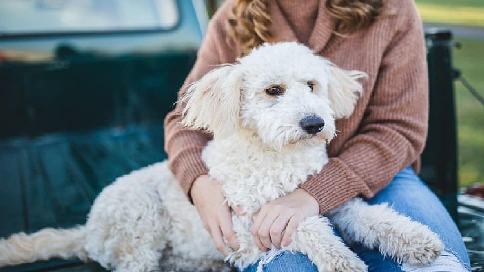 Planning To Become A Dog Parent? Here Are 5 Reasons How Your Furry Pet Can Improve Your Health