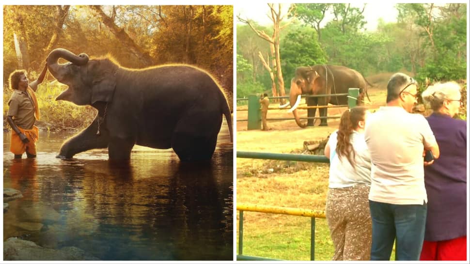 Oscars 2023: As &#039;The Elephant Whisperers&#039; Wins Award, Tourists Visit Tamil Nadu To See Baby Jumbo