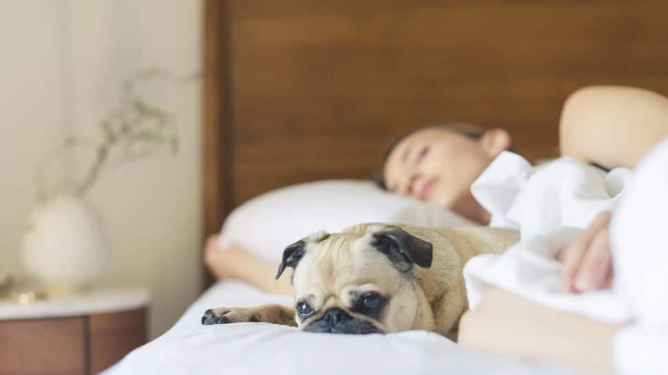 You Beloved Pet Can Be The Reason For Your Disturbed Sleep, Claims Study