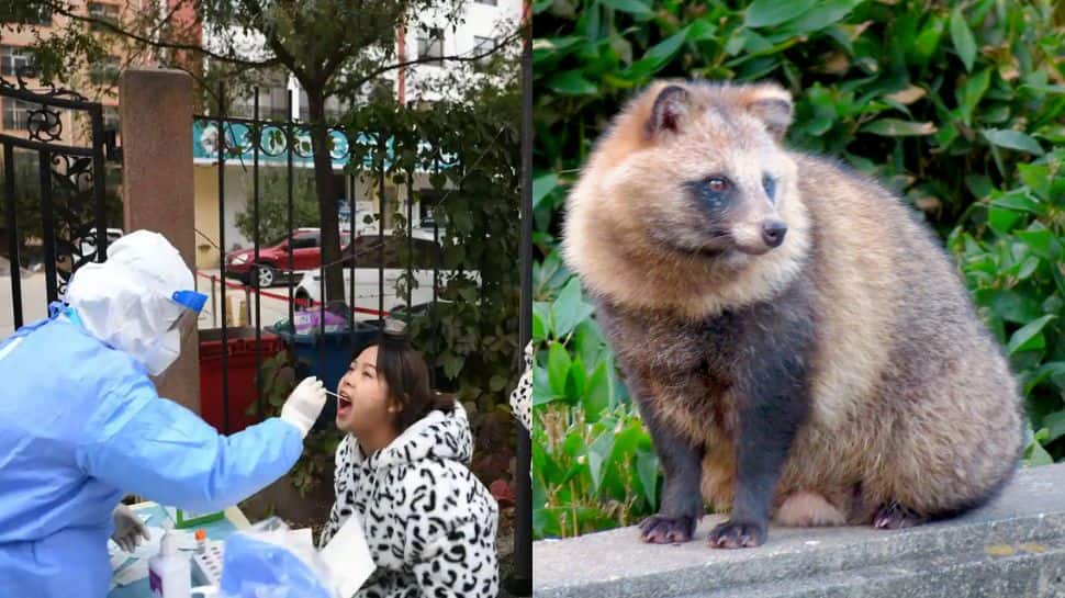 The Origin Of Covid: New Data Point To Raccoon Dogs In China Market