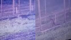 'Welcome To India': Netizens To Rare Intruder Who Crossed LOC From Pak - Watch