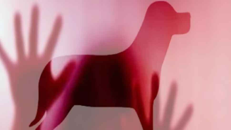 Bihar Shocker: Man Rapes Dog In Patna, Probe Ordered After Video Goes Viral