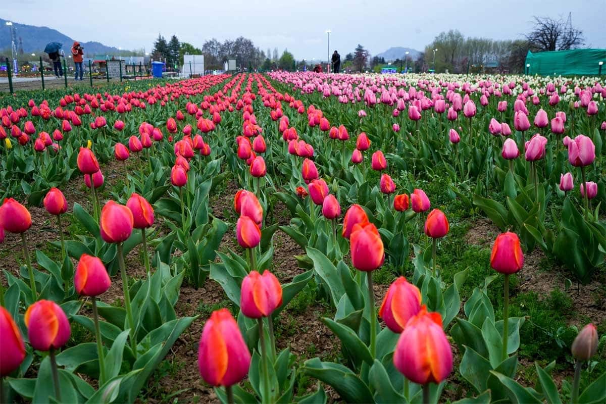 Tulip Garden opens in Srinagar, know its specialty Zee News