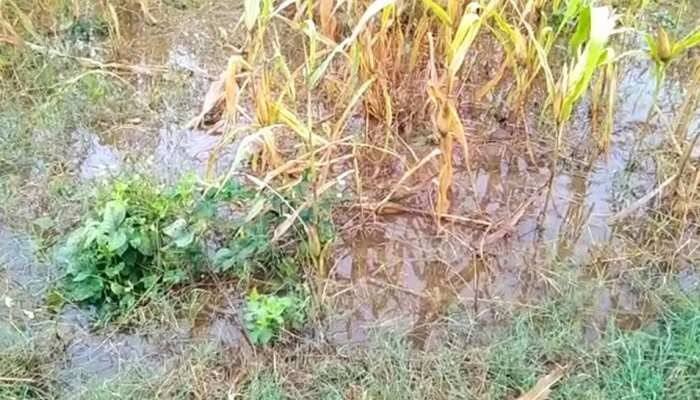 Weather Update: Unseasonal rains destroys Farmer