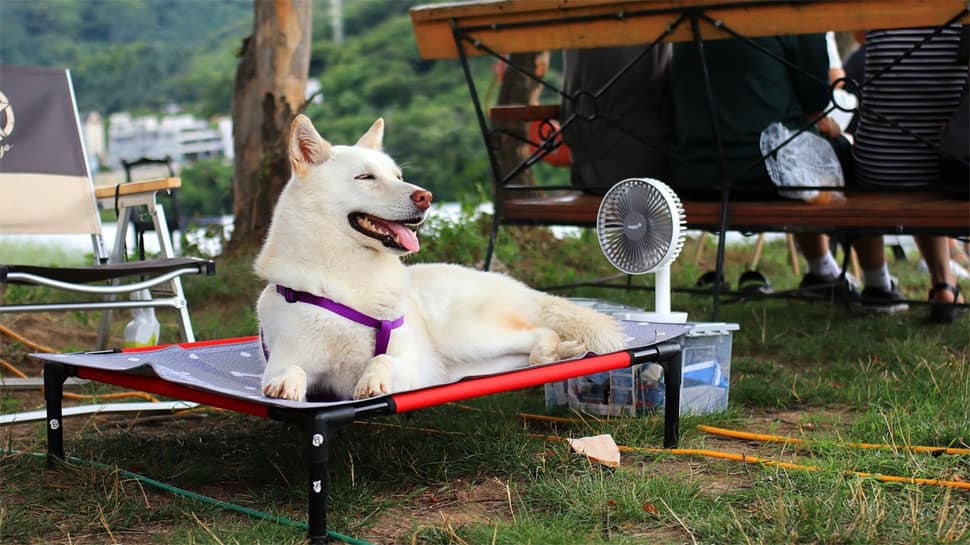 Exclusive - Pet Care In Summers: 7 Tips On How To Take Care Of Your Furry Friend In Scorching Heat