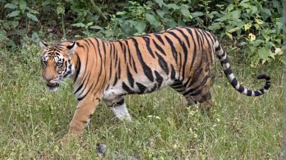 Chhattisgarh: Man Killed In Tiger Attack, 2 Injured